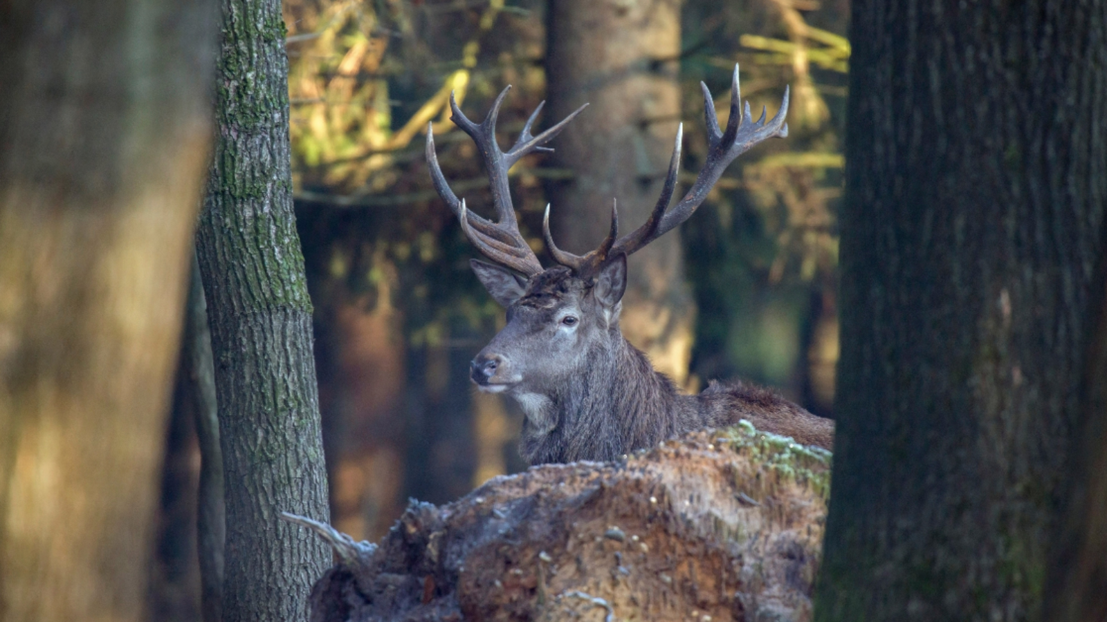 hunting leases in louisiana