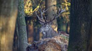 hunting leases in louisiana