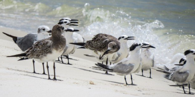Birds at the Gulf Island National Seashore